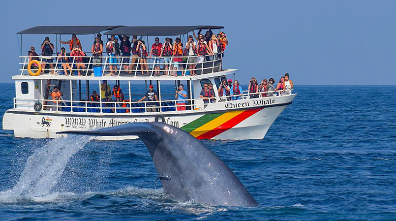 whale watching